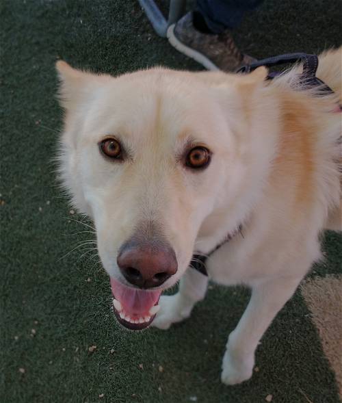 Daisy up for Adoption