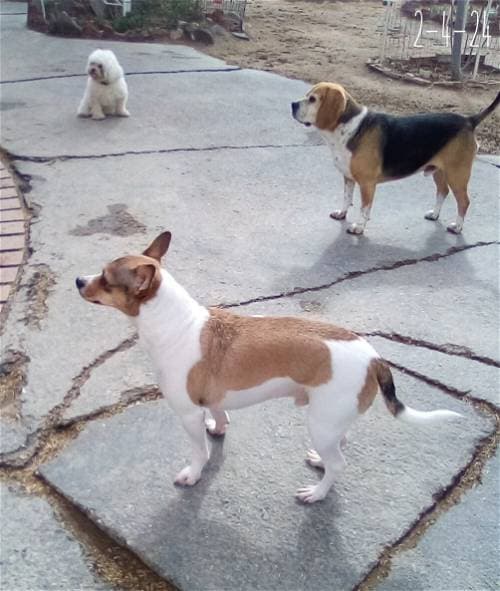 Andy up for Adoption
