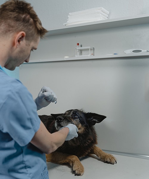 vet examining dog’s eyes