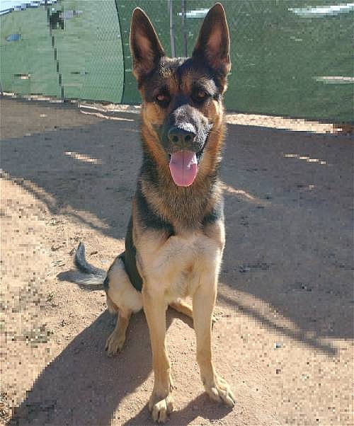 Rush up for Adoption