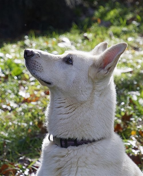 Jesse up for Adoption