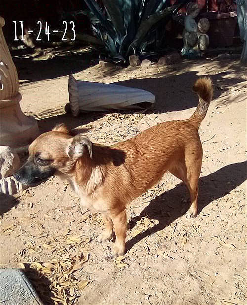 Canelo up for Adoption