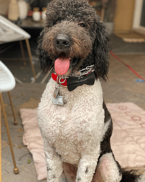 Tuxedo The Saint Berdoodle