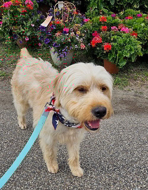 Henry - Golden Retriever