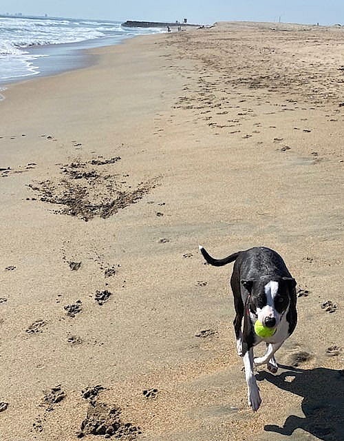 Blue - (Courtesy Post) Foster or Adopt Me! - American Staffordshire Terrier