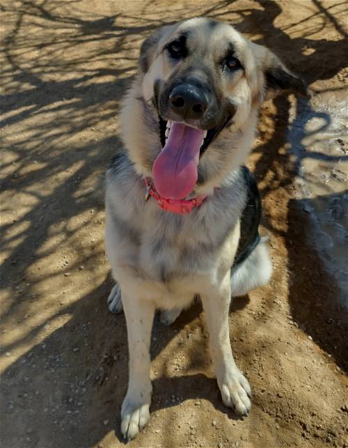 Star up for Adoption