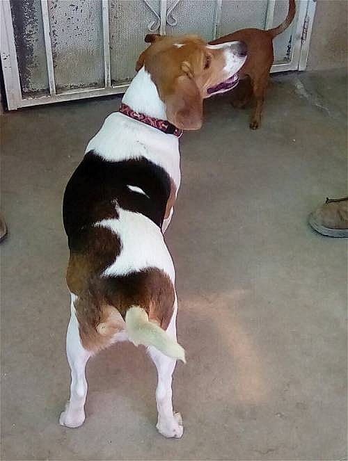 Copper up for Adoption