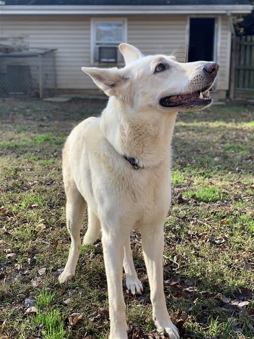 Jesse up for Adoption