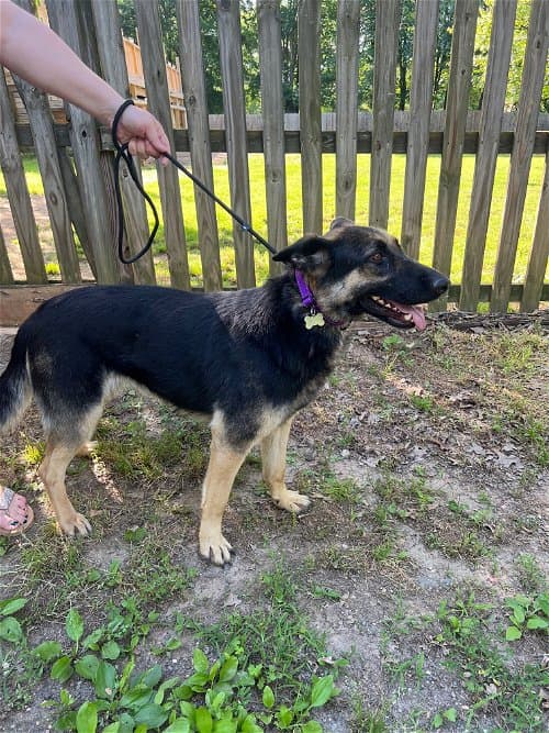 Chloe up for Adoption