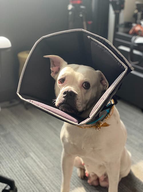 sick dog in a buster collar