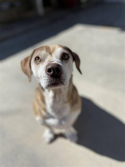 Max Lucas up for Adoption