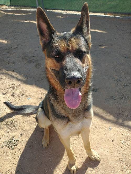 Rush up for Adoption