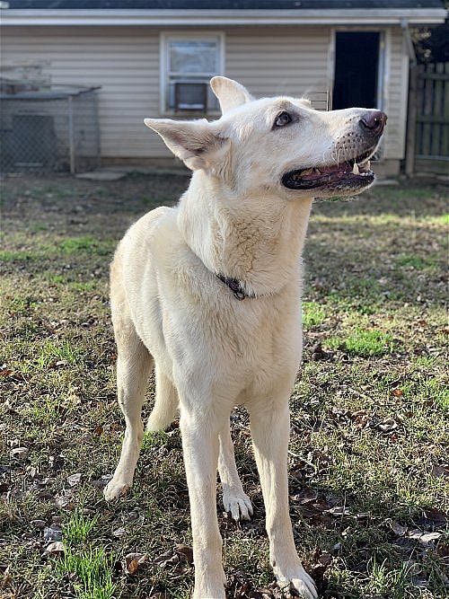 Heartbroken Shepherd Seeks Second Chance After Tragic Loss