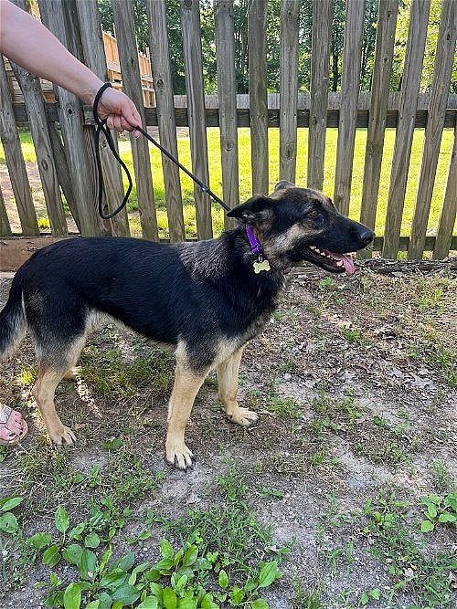 Chloe up for Adoption