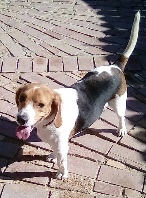 Copper up for Adoption