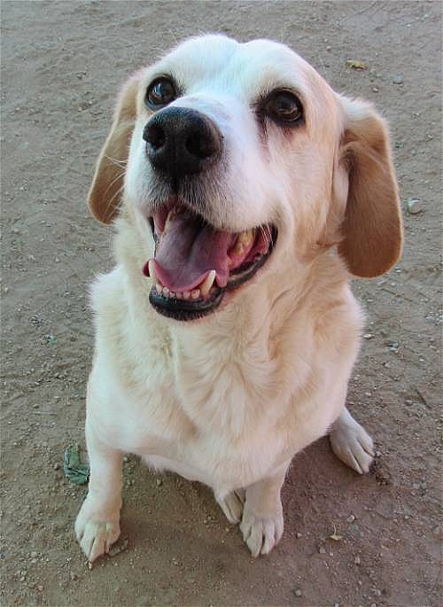 Spuds up for Adoption