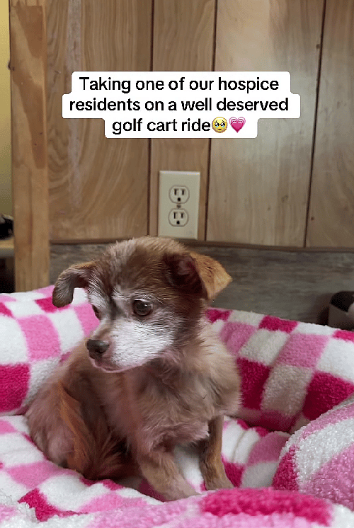 Bittersweet Tears As Hospice Dog Enjoys A Golf Cart Ride in His Final Days