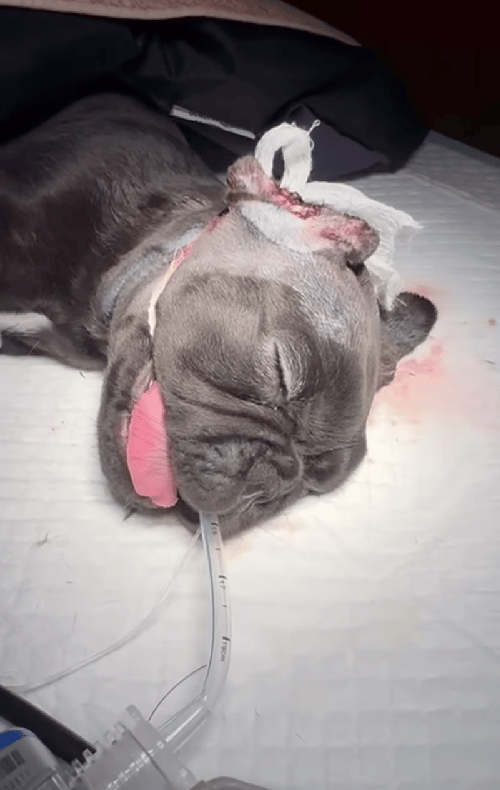 Ear Cropping Gone Wrong: An 8-Weeks-Old Puppy's Battle For Survival