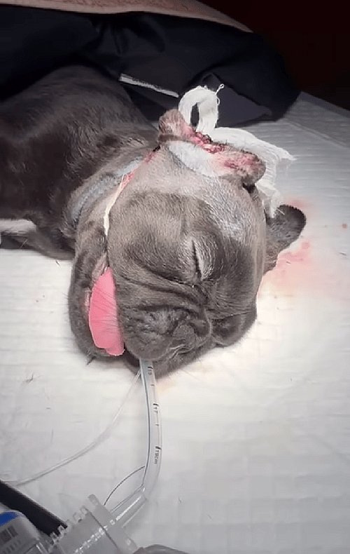 Ear Cropping Gone Wrong: An 8-Weeks-Old Puppy's Battle For Survival