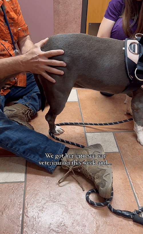 Two-Way Rescue: Homeless Dogs and People Finding Purpose Together