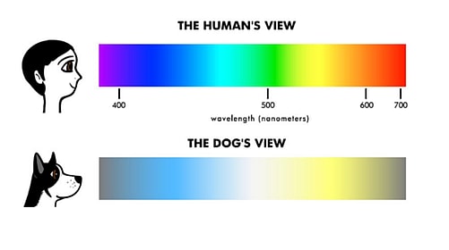 Dog vs Human view - color spectrum. Are dogs color blind?