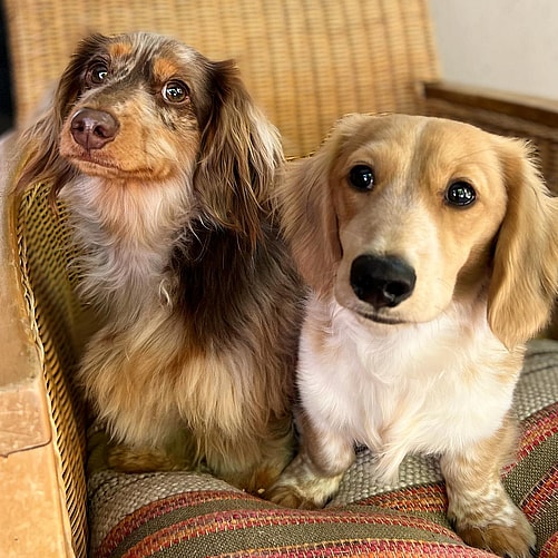 Long Hair Dapple Dachshund