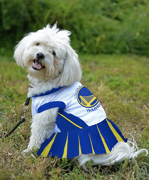 Golden State Warriors Basketball Dog Names