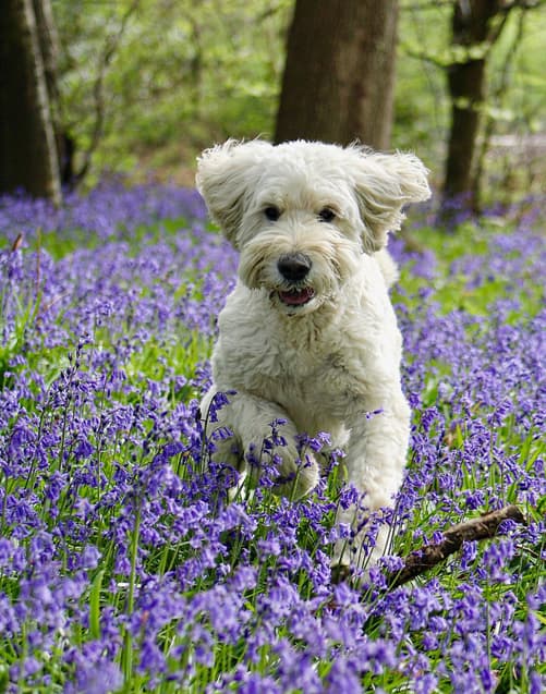 White Goldendoodles