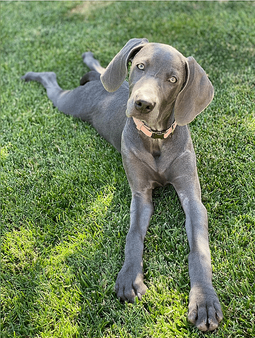 Gray Ghost Weimaraners