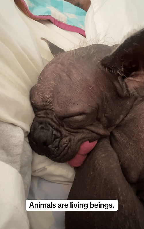 This Hairless French Bulldog Was Too 'Ugly' to Sell - Now Everyone Wants Him!