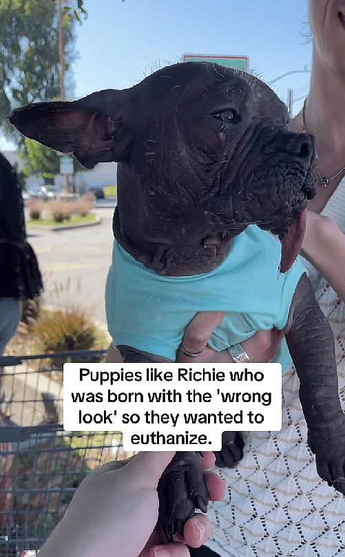 This Hairless French Bulldog Was Too 'Ugly' to Sell - Now Everyone Wants Him!