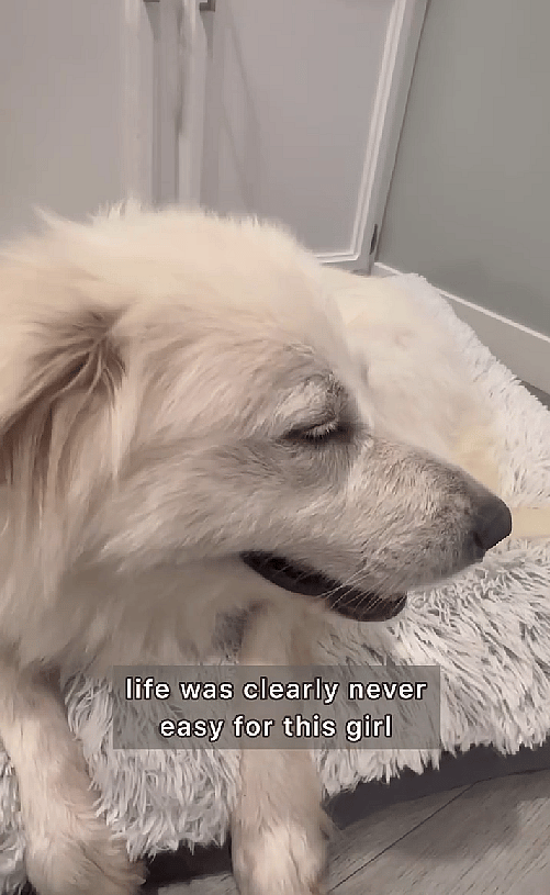 From Tragedy to Triumph: Great Pyrenees' Heartwarming Adoption Story