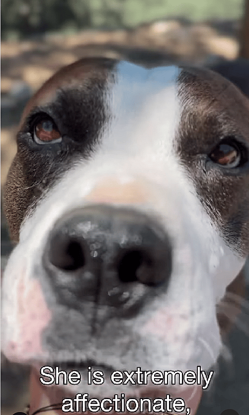 Kenya, Abandoned Pit Bull