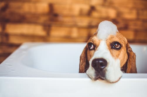 Beagle's grooming