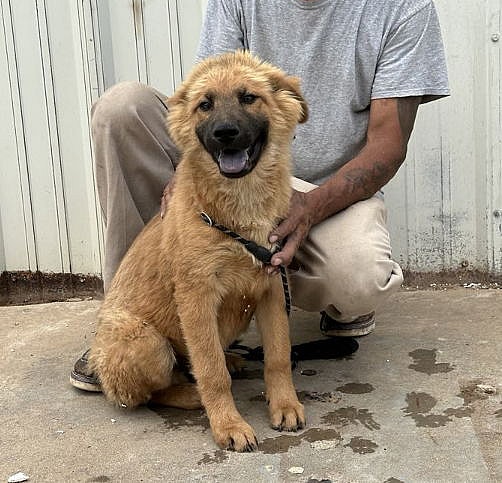 Pooh Bear - Chow Chow