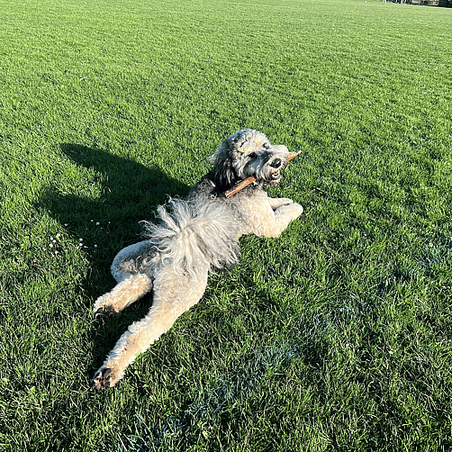 Zeek the Giant Schnoodle
