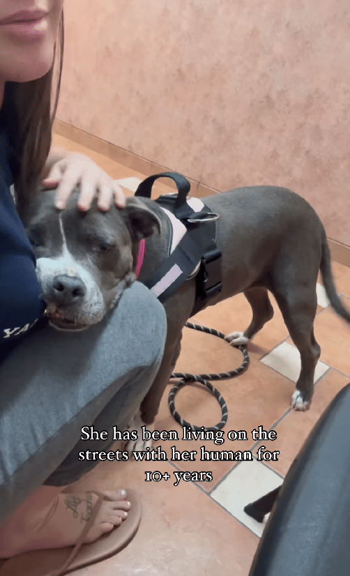 Two-Way Rescue: Homeless Dogs and People Finding Purpose Together
