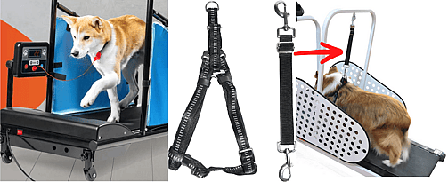 safety measurements of a dog treadmills