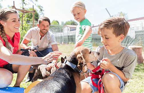 stray dogs - adoption