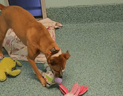 Sweet Dog Clocks 1075 Days in Shelter, Losing Hope of Finding Dream Home