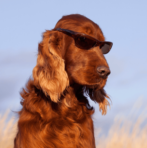 a badass cocker spaniel