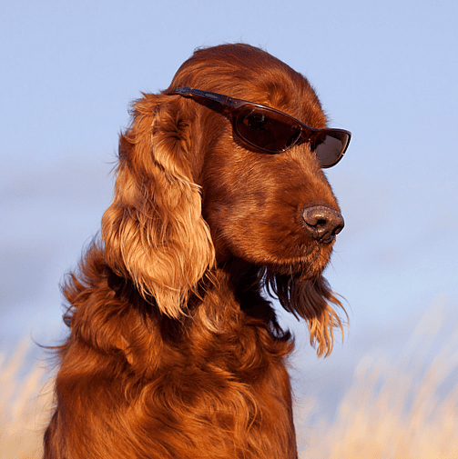 a badass cocker spaniel
