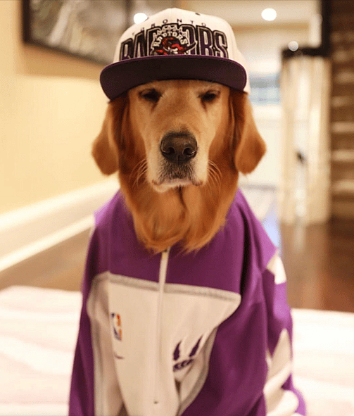 Toronto Raptors Basketball Dog Names