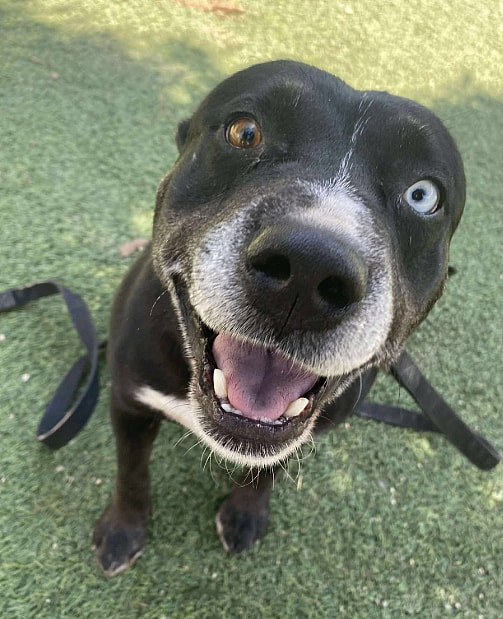 Zeus - Pit Bull Terrier