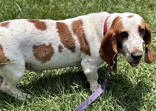 CORNBREAD - Basset Hound