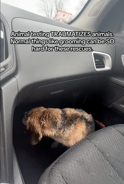 5 Years of Animal Testing Left This Beagle Traumatized—Now He Battles Panic Attacks