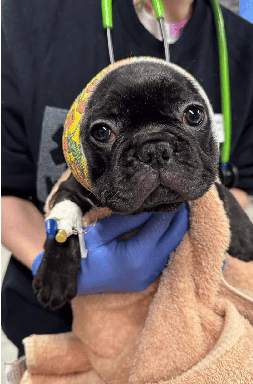 Ear Cropping Gone Wrong: An 8-Weeks-Old Puppy's Battle For Survival