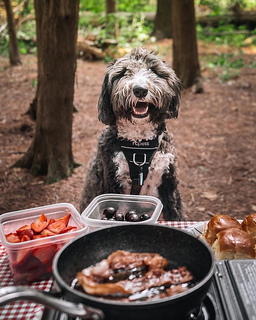 Leo Douglas the Bordoodle