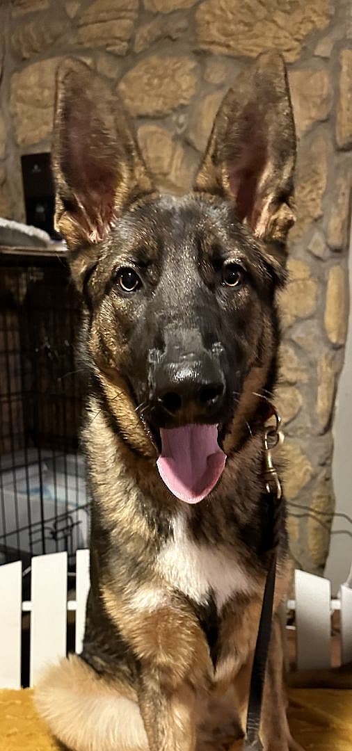 Dog up for adoption: Active German Shepherd Returned to Shelter That Saved Him as Pup, Now He Needs New Home