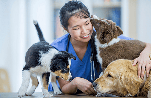 Dogs and vet